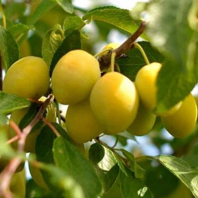 Слива ОЧАКОВСКАЯ ЖЕЛТАЯ в Барнауле