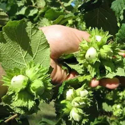 Фундук ТОНДА РОМАНА в Барнауле