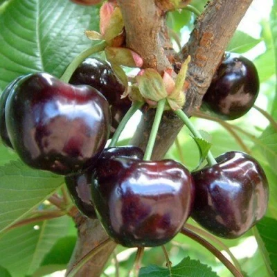 саженцы черешни Мускатная