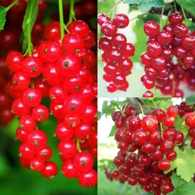 Комплект КРАСНЫЙ УРОЖАЙ в Барнауле