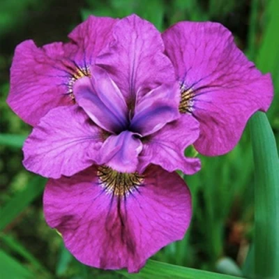 Ирис СИ Я ЛЕЙТЕР сибирский в Барнауле
