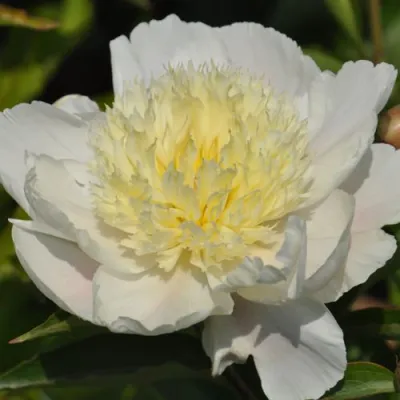 Пион ЗОЛОТАЯ ШПИЛЬКА травянистый в Барнауле