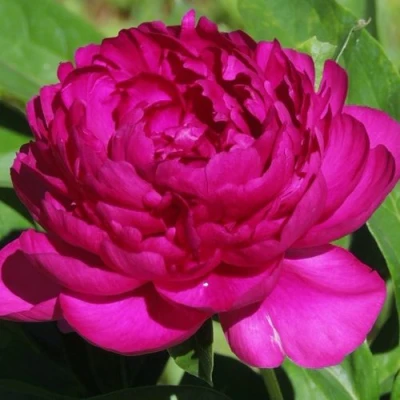 Пион БАРХАТ НОЧИ травянистый в Барнауле