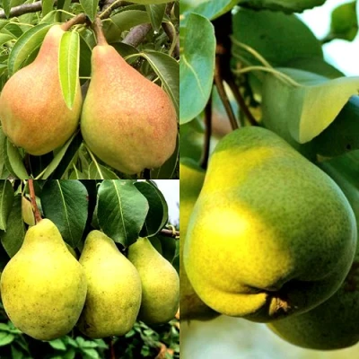 Комплект НАСТОЯЩИЙ ВОСТОРГ в Барнауле