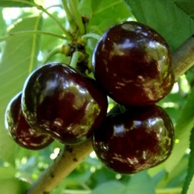 Черешня МУСКАТНАЯ в Барнауле