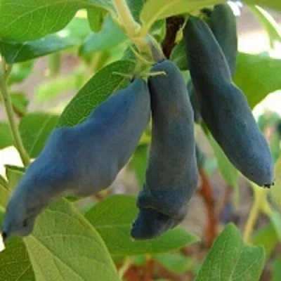 Жимолость съедобная НИМФА (ГАММА) в Барнауле