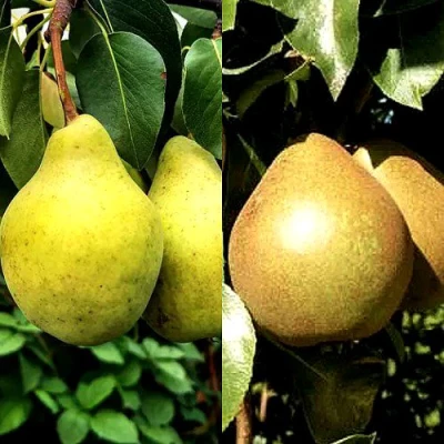 Комплект ДУЭТ в Барнауле