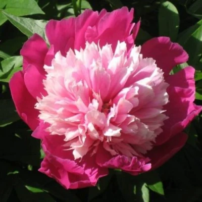 Пион КАПЛЯ РОСЫ травянистый в Барнауле