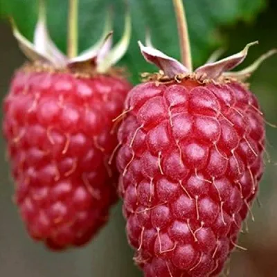 Малина РУБИНОВОЕ ОЖЕРЕЛЬЕ в Барнауле