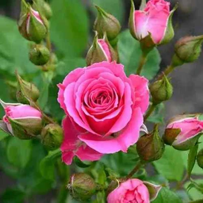 саженцы розы Лавли Лидия