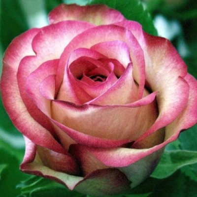 саженцы роз Карусель