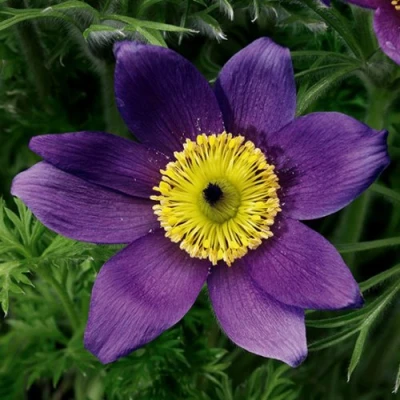 Прострел ПИНВИЛ БЛЮ ШЕЙДЕС в Барнауле