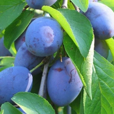 Слива ПЕРДРИГОН в Барнауле