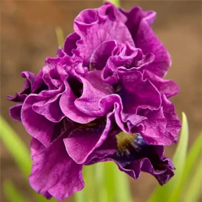 Ирис БАНДЛ ОВ ДЖОЙ сибирский в Барнауле