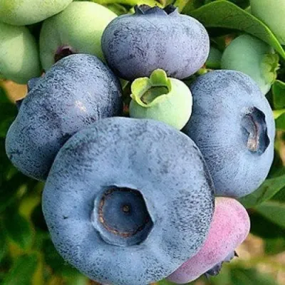 Голубика ПАТРИОТ в Барнауле