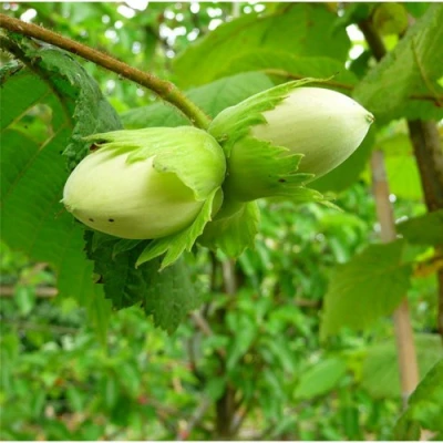 Фундук КОСФОРД в Барнауле