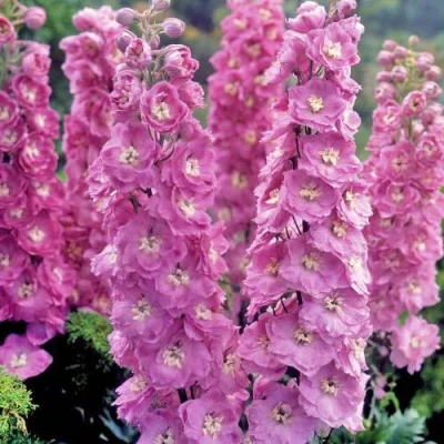 Дельфиниум ДЕЛЬФИС ПИНК ПАУЭ высокий в Барнауле