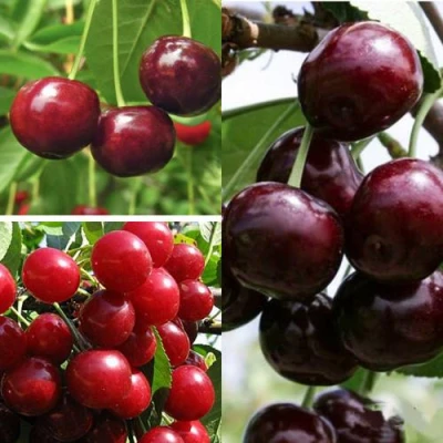 Комплект ВИШНЕВЫЙ САД в Барнауле