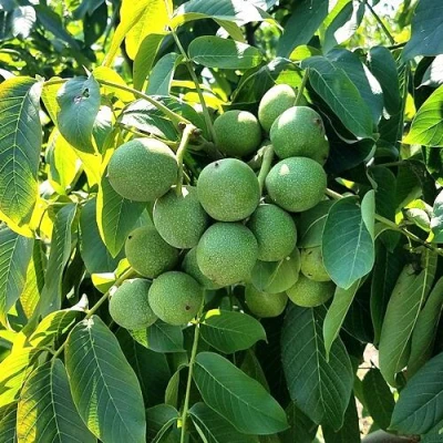 Грецкий орех  ИЗЯЩНЫЙ в Барнауле
