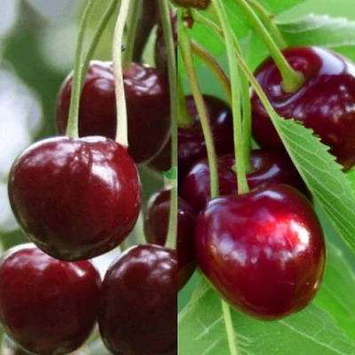 Комплект ВИШНЕВЫЙ ТАНДЕМ в Барнауле