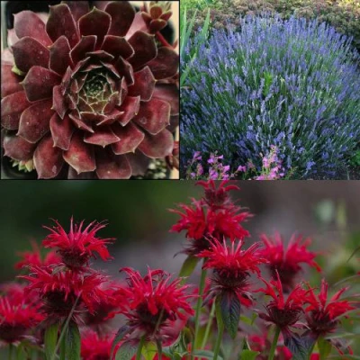 Комплект ФИОЛЕТОВОЕ ВДОХНОВЕНИЕ в Барнауле