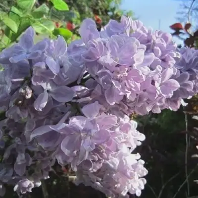 Сирень ЛЕТНИЙ САД в Барнауле