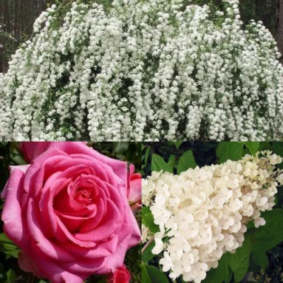 Комплект ВЕЧНАЯ КЛАССИКА в Барнауле