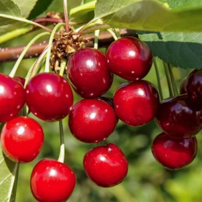Вишня ЛЮБСКАЯ в Барнауле