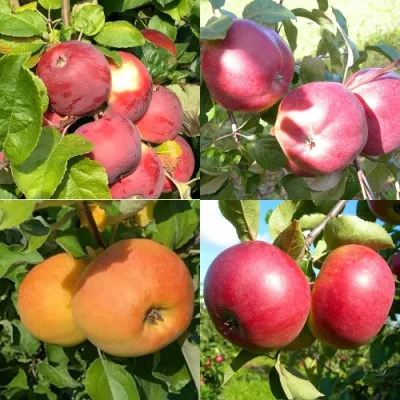 Комплект ЯБЛОНЕВЫЙ КВАРТЕТ в Барнауле