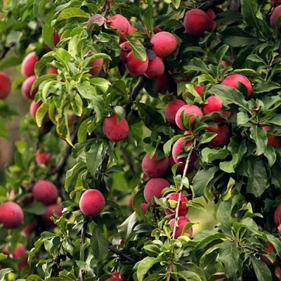 Слива КЛЕОПАТРА в Барнауле