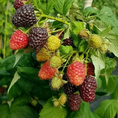 Малина БЛЭК ПОЛЬКА (ХЕБАН) в Барнауле