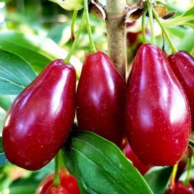 Кизил ВЛАДИМИРСКИЙ в Барнауле