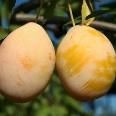 Слива ВАШИНГТОН в Барнауле