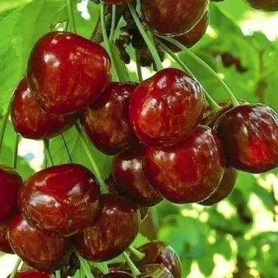 Черешня БУРЛАТ в Барнауле