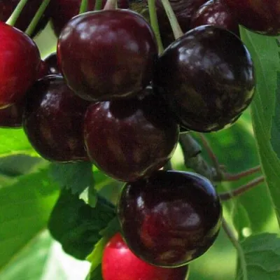 Черешня ВАЛЕРИЙ ЧКАЛОВ в Барнауле