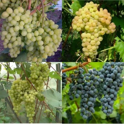 Комплект ВИНОГРАДНАЯ РАДУГА в Барнауле