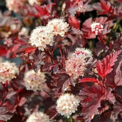 саженцы пузыреплодника леди ин ред