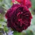 Роза МАНСТЕД ВУД английская в Барнауле