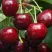 Черешня ГРОНКОВАЯ в Барнауле