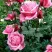 Роза ЭЙФЕЛЕВА БАШНЯ чайно-гибридная в Барнауле