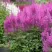 Астильба АМЕТИСТ Арендса в Барнауле
