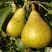 Груша ГЕНЕРАЛ ЛЕКЛЕРК в Барнауле