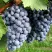 Виноград ВЭЛИАНТ в Барнауле