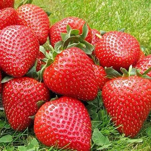 Клубника ЭЛИАНЕ  Клубника ЭЛИАНЕ в Барнауле