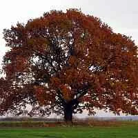 Дуб скальный  Дуб скальный в Барнауле