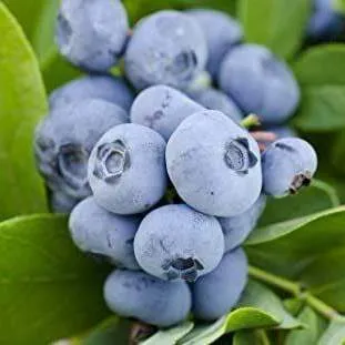 Ранние сорта  Ранние сорта в Барнауле