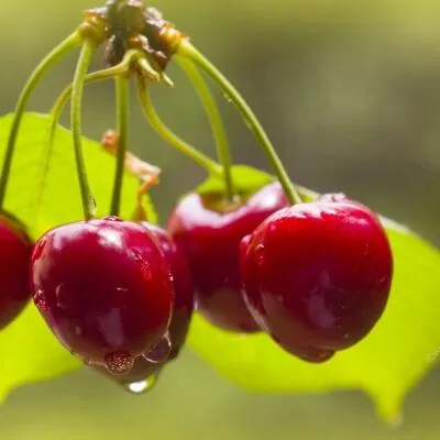 Черешня СИНЯВСКАЯ  Черешня СИНЯВСКАЯ в Барнауле