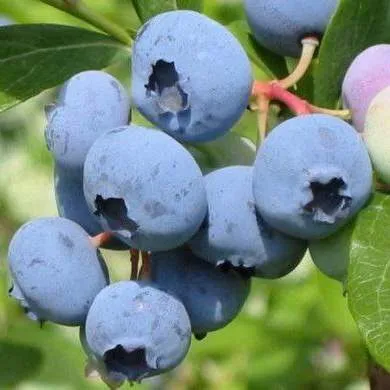 Поздние сорта  Поздние сорта в Барнауле