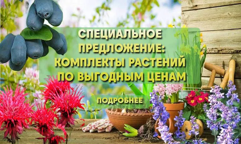 Специальное предложение: наборы растений по выгодным ценам Специальное предложение: наборы растений по выгодным ценам