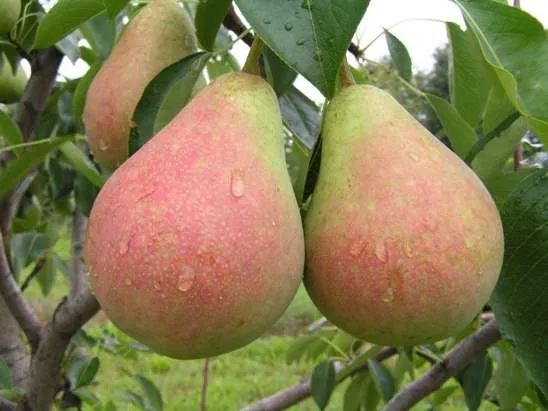 осенняя груша.jpg осенняя груша.jpg